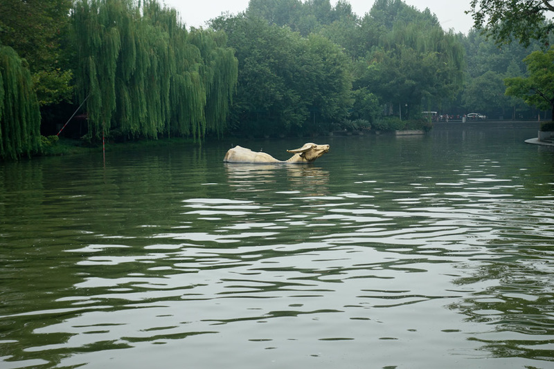 Back to China - Shanghai - Nanjing - Hangzhou - 2012 - 'The bovine whilst inept in pursuits most buyoant is forever triumphant as the everlasting force of nourishment'