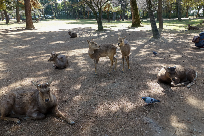 Japan-Nara-Temple-Hiking-Deer - Many deer in the park, minus horns.