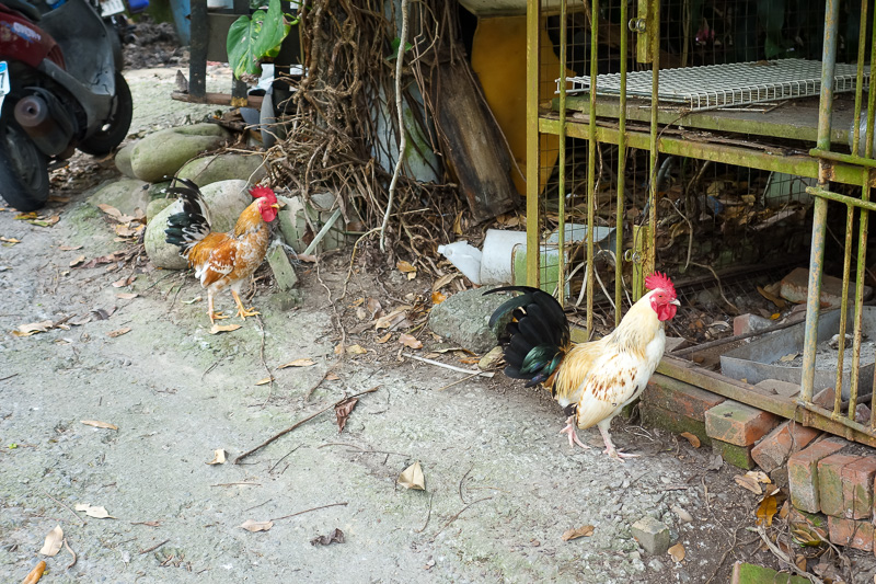 Taiwan-Taichung-Hiking-Dakeng - And a lot of chickens to give me bird flu.