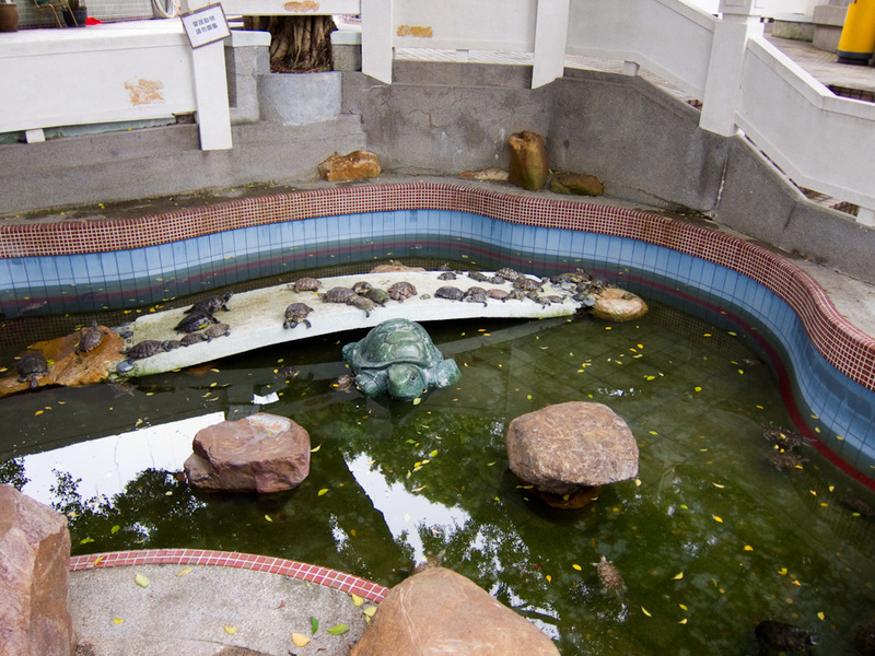 Japan and Hong Kong May 2010 - The buddha monestary has a turtle pond. Click to view bigger, its full of turtles!
