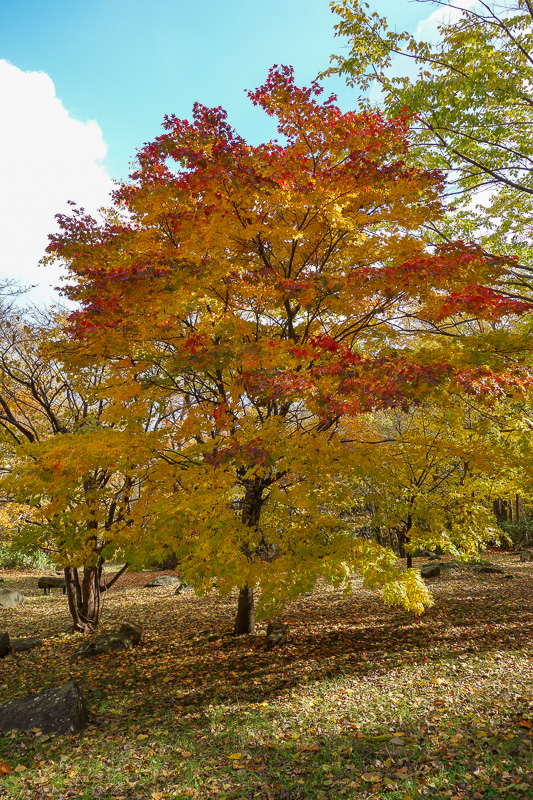 Japan-Sapporo-Hiking-Mount Moiwa - Nice tree.