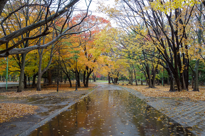 Japan-Sapporo-Zoo-Autumn Colors-Rain - Time for a few more leaves.