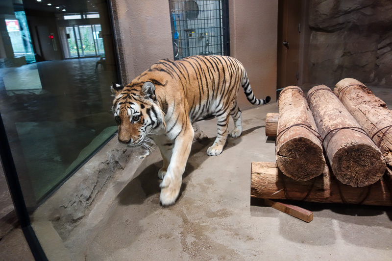 Japan-Sapporo-Zoo-Autumn Colors-Rain - Big tiger seemed to enjoy my company.