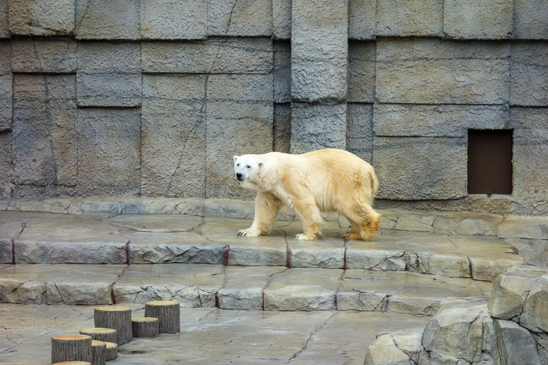 Visiting 9 cities in Japan - Oct and Nov 2016 - Polar bears are the main attraction here. There was at least one other one, and he was taking flying leaps into a pool to fetch his plastic ball. Unfo