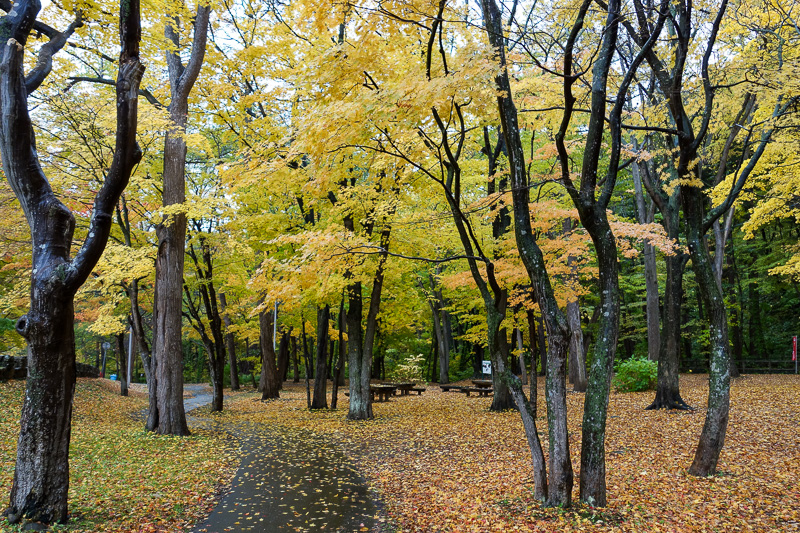 Japan-Sapporo-Zoo-Autumn Colors-Rain - The walk back had more leaves than you can shake a stick at. See what I did there?