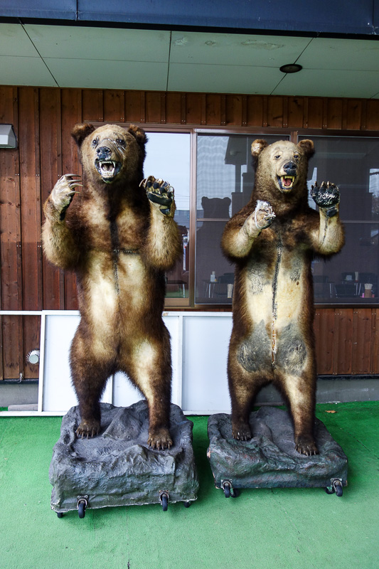 Visiting 9 cities in Japan - Oct and Nov 2016 - These are real dead Hokkaido bears taxidermied however you spell that. They are taller than me. I was confident there were none roaming around this AA