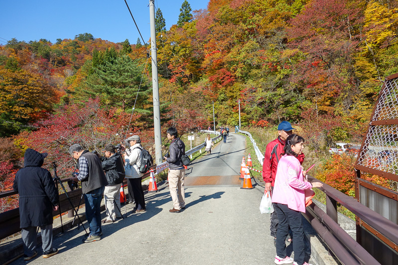 Japan-Sendai-Omoshiroyama-Hiking-Yamadera - Just some of the tourists enjoying the colors. I think at least 300 people got off at the station, most are descending below this bridge into the ravi