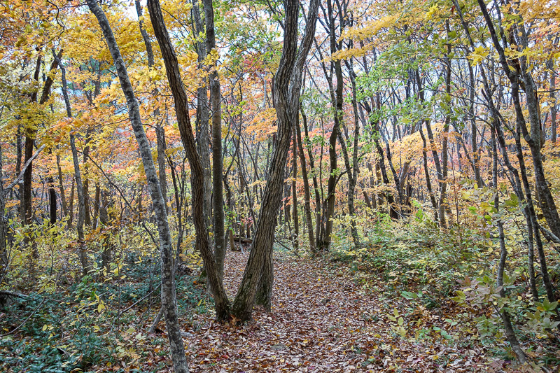 Japan-Sendai-Hiking-Omoshiroyama-Autumn Colors - Redundant colors photo for today.