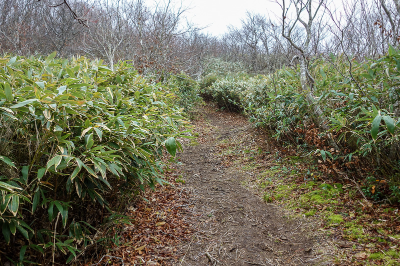 Japan-Sendai-Hiking-Omoshiroyama-Autumn Colors - The trees became bamboo, and a muddy trail.