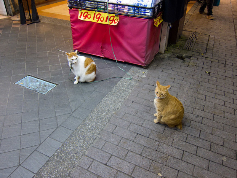 Japan and Taiwan March 2012 - One of these cats is not like the other. One is free to roam the other is chained up. Neither of them seem worried about the thousands of people wande