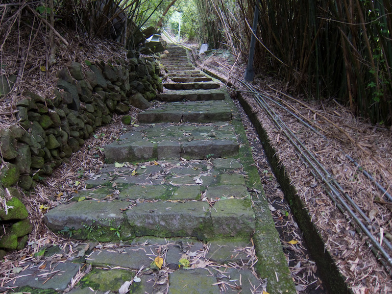 Taiwan-Taipei-Hiking-Yangmingshan - Soon enough the steps start. So many steps. The bamboo was planted only fairly recently, but has taken over. There were a heap of lizards everywhere. 