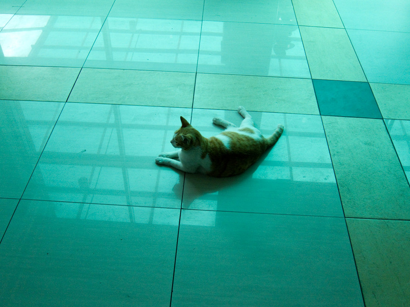 Taiwan / Hong Kong / Singapore - March/April 2011 - This cat was enjoying the inside of the mega mall, the tiles were cool I guess.
