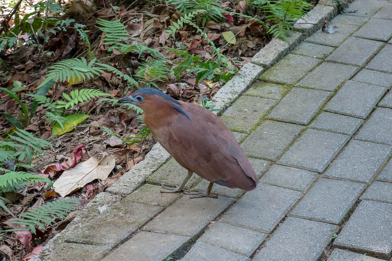A full lap of Taiwan in March 2017 - In addition to spiders I saw squirrels, lizards, dogs of course, and this very unusual land bird. I dont think it was capable of flying. Later I might