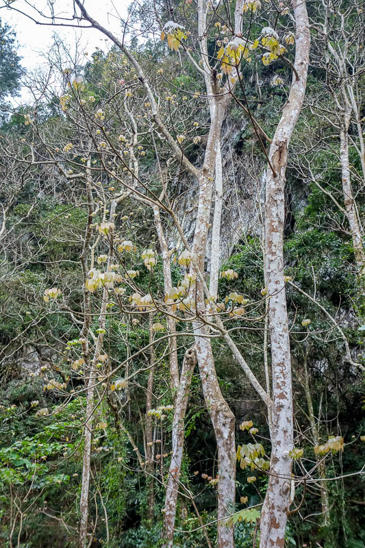 A full lap of Taiwan in March 2017 - Almost back down now, I was enjoying these strange trees with their big leaves, and the cliffs.