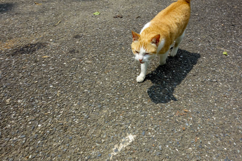 A full lap of Taiwan in March 2017 - This cat followed me for quite some distance back towards the town. He lives in the temple. A guy with a dog came in the other direction, dog and cat 