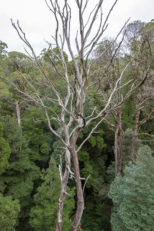 Australia-Cape Otway-Treetop Walk-Driving - Dead tree forest - the return.