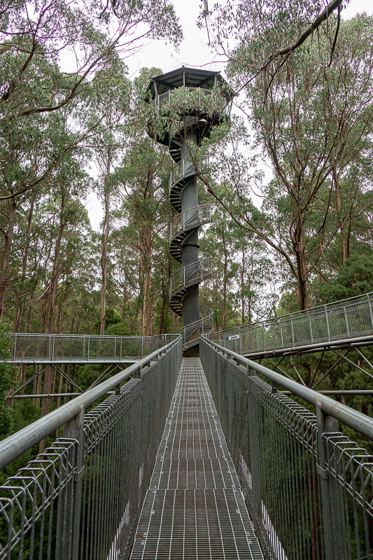 Australia-Cape Otway-Treetop Walk-Driving - After many promises, here it is, the highest point! It was a very grey day today.