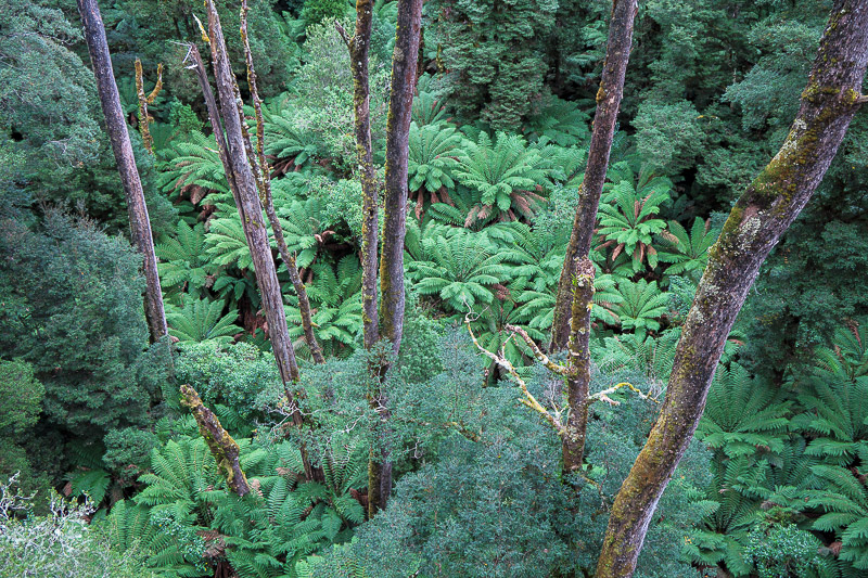 Australia-Cape Otway-Treetop Walk-Driving - OMG more ferns.