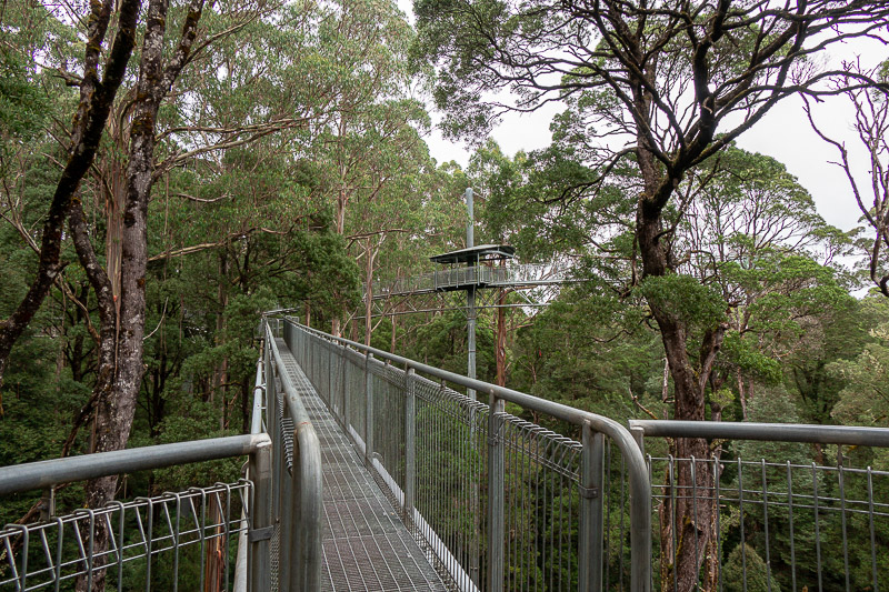 Australia-Cape Otway-Treetop Walk-Driving - Annnd more gangway. Too much use of annnnd on this trip.
