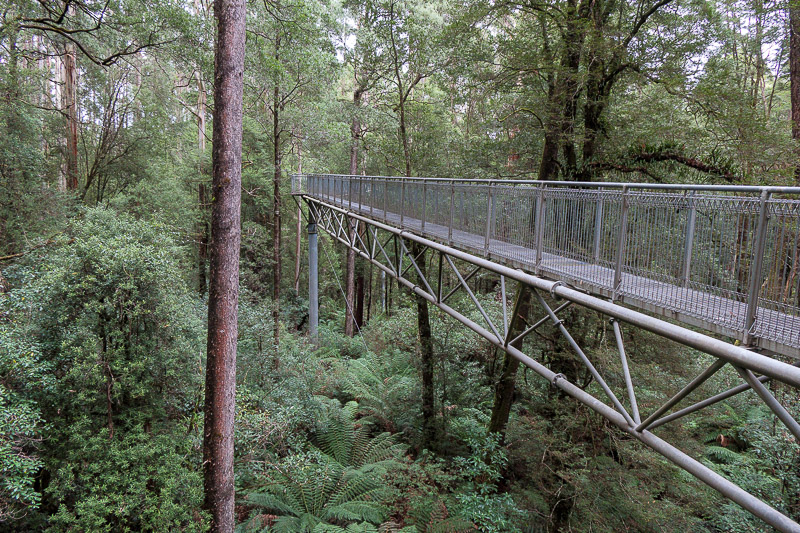 Australia-Cape Otway-Treetop Walk-Driving - Here is the first site of the gangway walking thing. In places it is up to 70 metres high.
