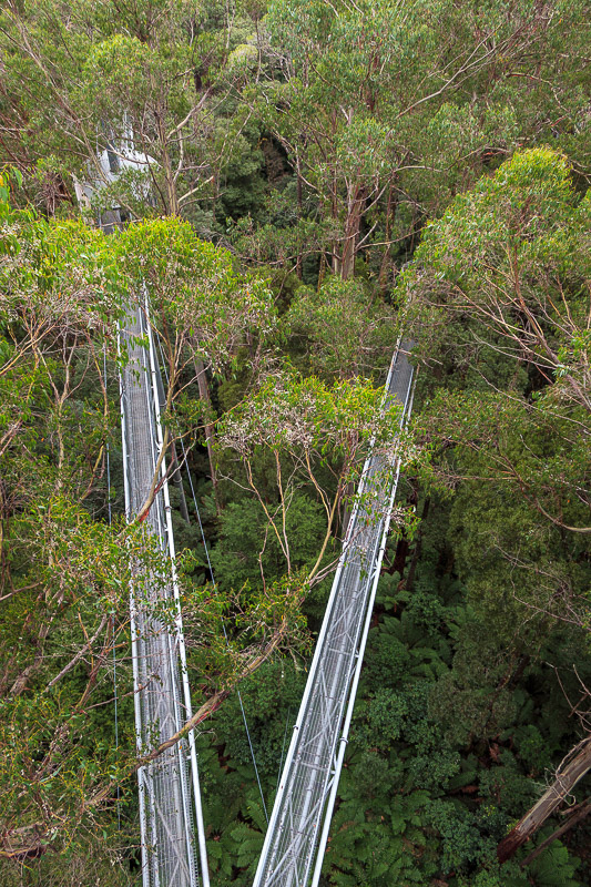 Australia-Cape Otway-Treetop Walk-Driving - Looking down from the highest point. Photo of the highest point coming shortly.
