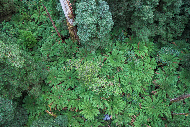 Australia-Cape Otway-Treetop Walk-Driving - Ferns from above. If you like ferns, you're in for a treat.