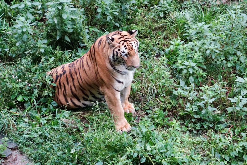 Back to China - Shanghai - Nanjing - Hangzhou - 2012 - There were 2 tigers in here constantly stalking each other.
