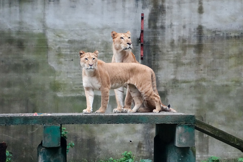 Back to China - Shanghai - Nanjing - Hangzhou - 2012 - These two lions were quite happy. Sharp picture through dirty glass!
