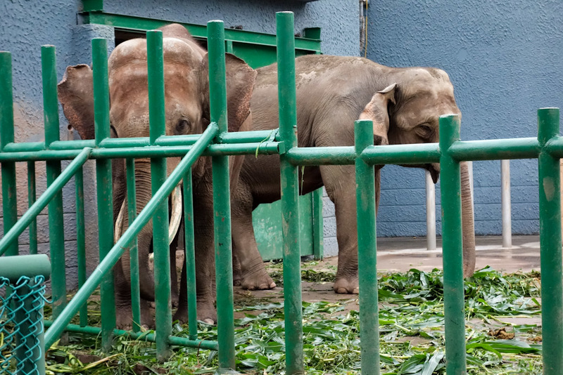 Back to China - Shanghai - Nanjing - Hangzhou - 2012 - Elephants were happy with their green whatever.