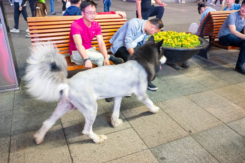 China-Zhengzhou-Food-Erqi Square - And for my last photo this evening, here is a shaved wolf. He seemed happy enough to be shaved, proudly parading himself for photos with everyone. I h