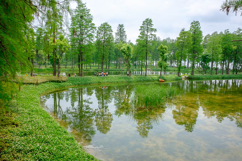 The great loop of China - April 2018 - I couldnt believe how green everything was. This is a wetland park that has an elevated walkway going through it. The water is all very clear.