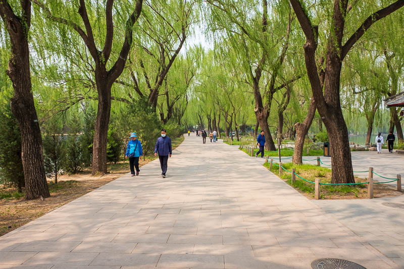 The great loop of China - April 2018 - And here are the awesome trees, it was very pleasant walking along under them looking at the blossoms and making Chinese children anxious.