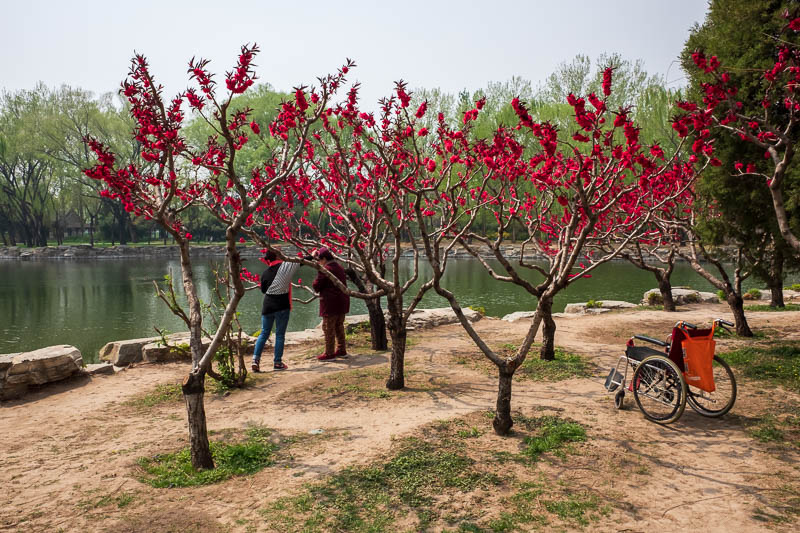 The great loop of China - April 2018 - Here we have a touching scene. Nanna has been brought to the lake to look at the blossoms once more, before her daughter rolls her into the lake for b