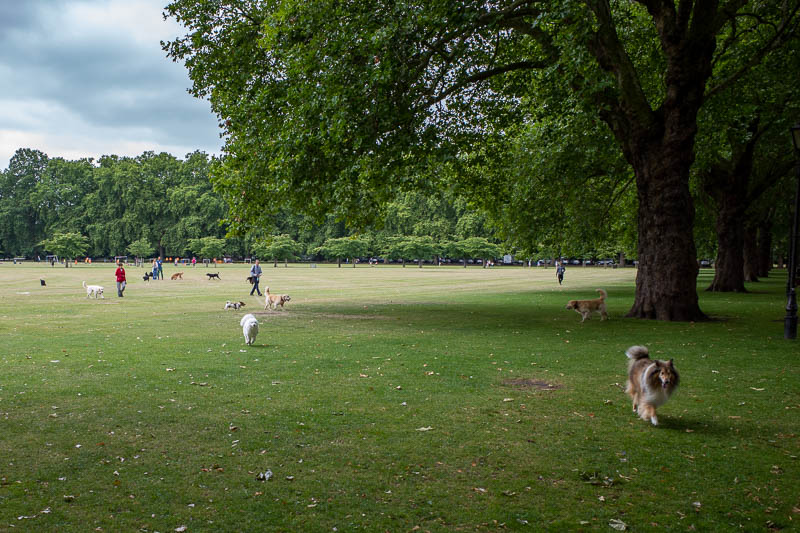 England-London-Walking-Chelsea - I was then attacked by hordes of dogs.