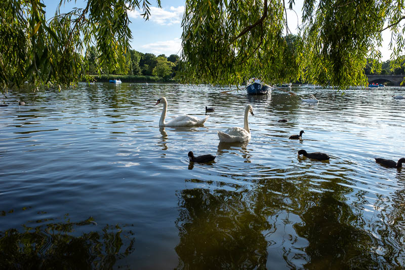 England-London-Hyde Park - Here are some normal swans.