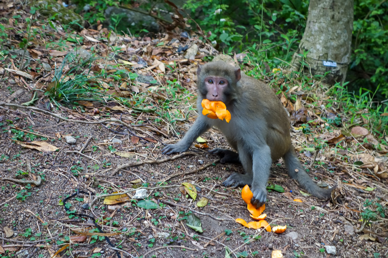 Hong Kong-Hiking-Lion Rock-Fog - Still on the road at this point, and I came across this monkey. There were many signs warning not to feed the monkeys. I also saw what I think was a w