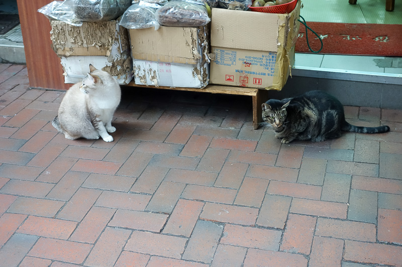 Hong Kong-Mall-Mong Kok - A couple of the shop cats mentioned in the previous update. Most of the time they sit in the shops on counters and lay in wait for grandmas to come an