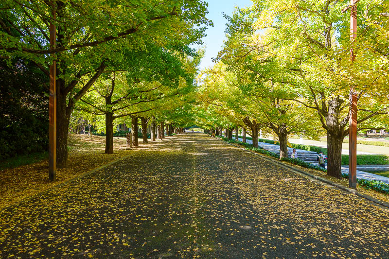 Japan-Tokyo-Garden - I think these are also ginkgo trees, but it is not the main ginkgo lit up avenue of wonder, which I show below. It is a bit early for peak ginkgo.