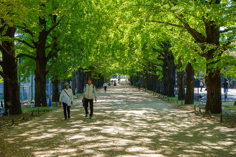 Japan-Tokyo-Garden - This is ginkgo avenue, with lights, lasers and smoke machines, to honour Emperor Showa.