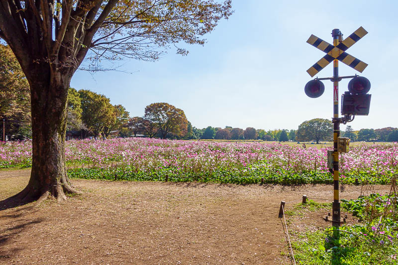 Japan-Tokyo-Garden - The next sea of flowers features a railroad crossing signal, no idea why.