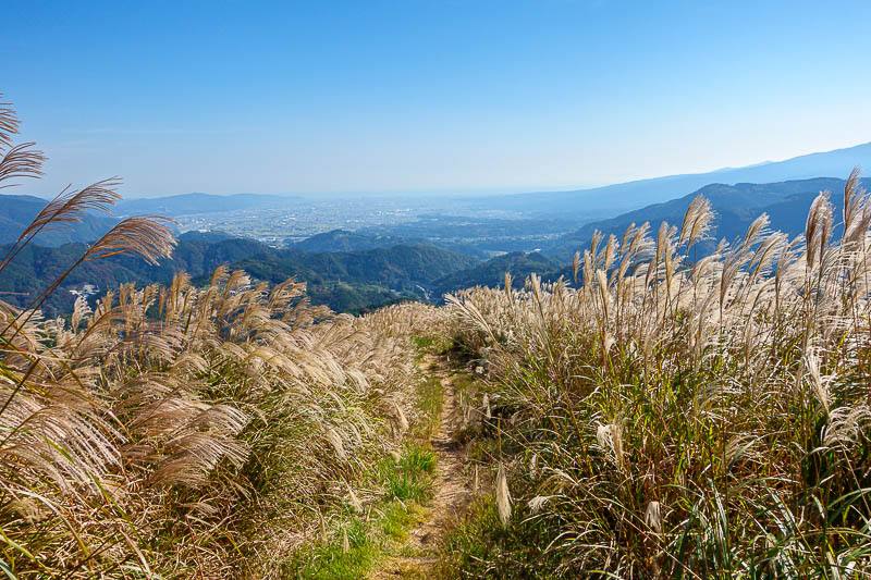 Japan-Hiking-Kanagawa-Mount Ono - More wheat.