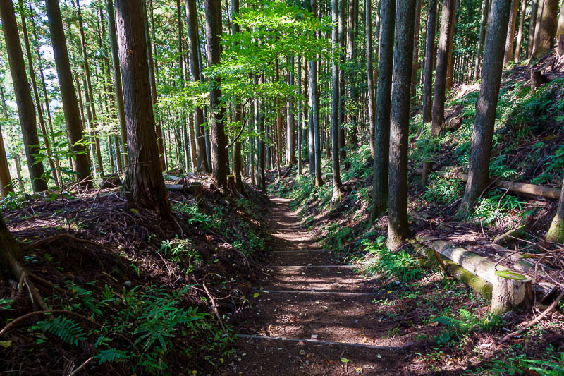 Japan-Hiking-Kanagawa-Mount Ono - I reentered the forest. Very well maintained path on the way down.
