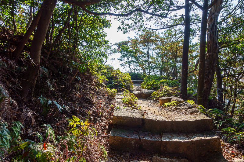 Japan-Hiroshima-Hiking-Miyajima - Bright sun and green ferns make for good photos.