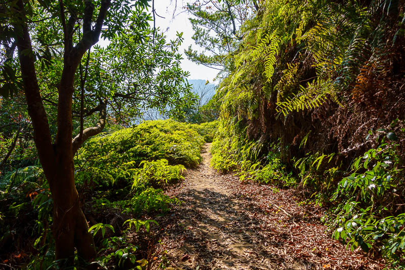 Japan-Hiroshima-Hiking-Miyajima - Time to head back up again. This path was fern encrusted for much of the 1 hour or so journey.