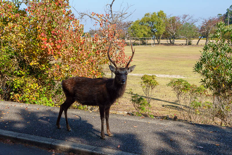 Japan-Hiroshima-Hiking-Miyajima - A horned deer! Generally they remove the horns, but some avoid dehorning.