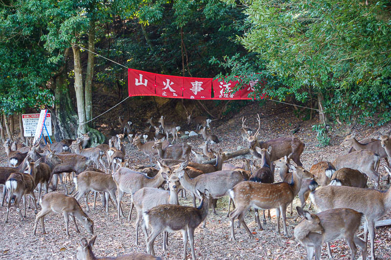 Japan-Hiroshima-Hiking-Miyajima - An entire flock of deer. They were all looking sideways at me.