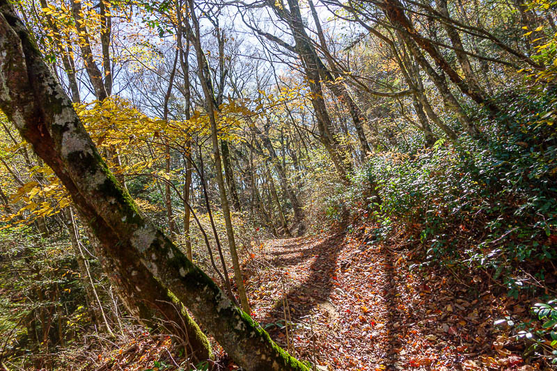 Japan-Matsuyama-Hiking-Mount Takanawa - Very good colour, with mossy trees.