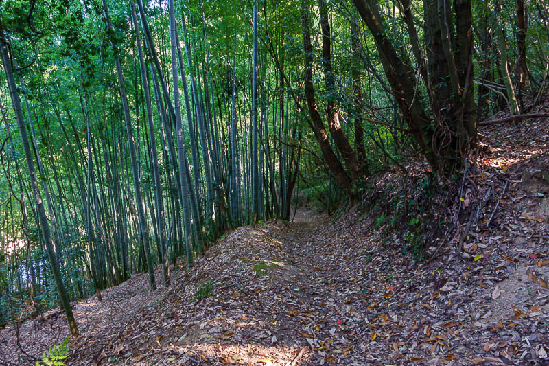 Japan-Matsuyama-Hiking-Mount Takanawa - After a very rapid descent, the bamboo signals my pending exit from the trail back onto a road.