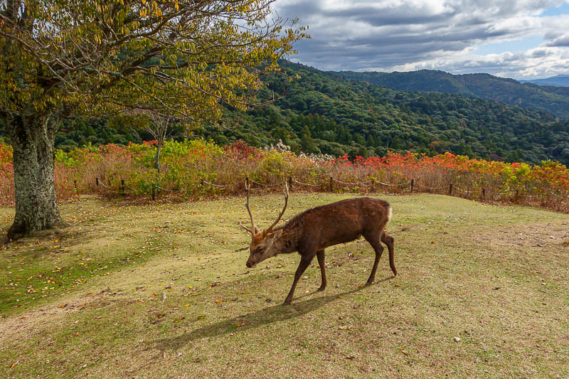 Japan-Nara-Mount Kasuga-Hiking - This guy still has his horns.