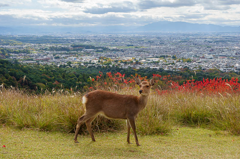 Japan-Nara-Mount Kasuga-Hiking - Probably the best deer shot of the day.